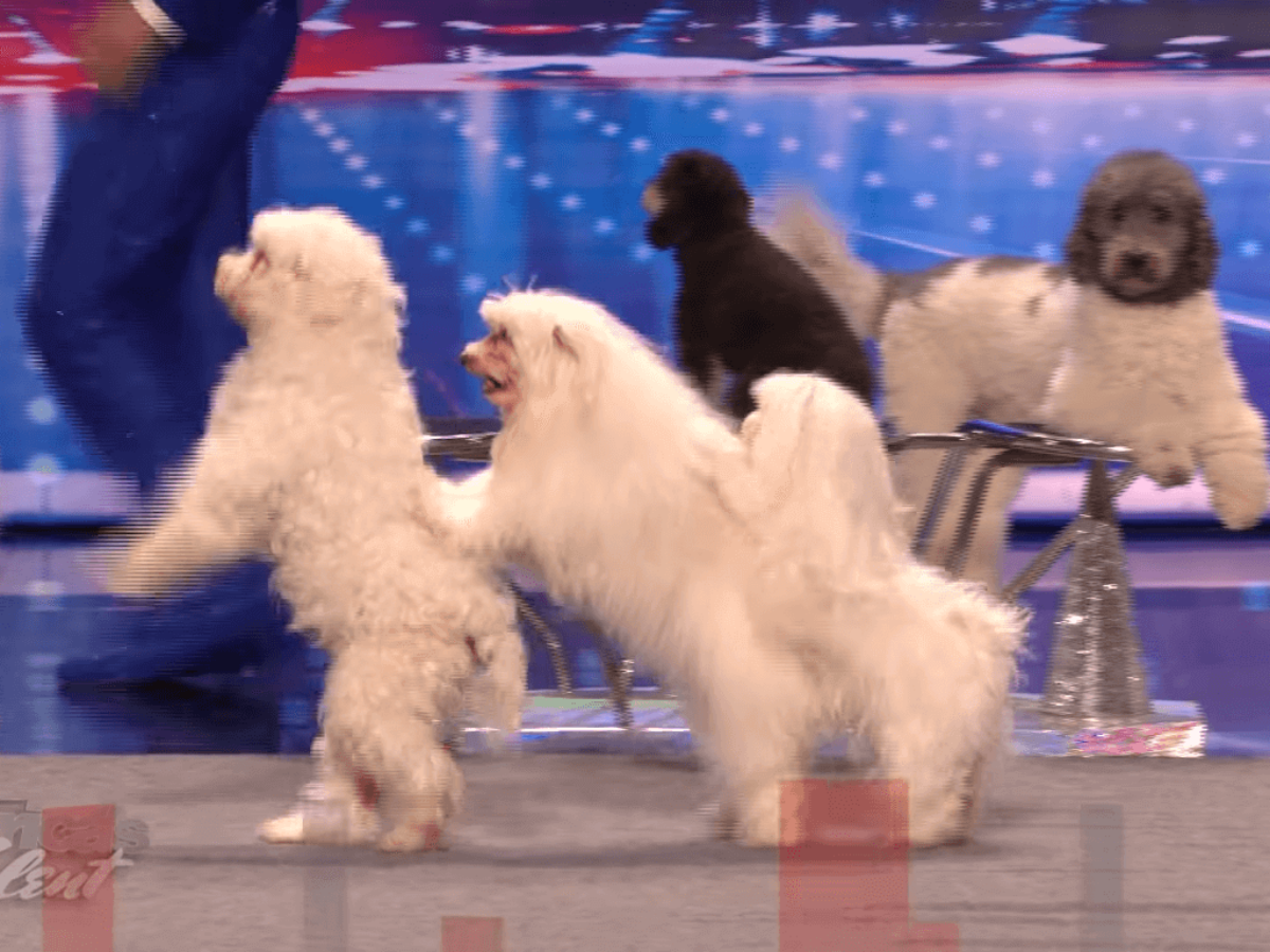 The Best Animal Acts In America S Got Talent History Talent Recap