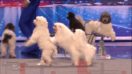 The Best Animal Acts In ‘America’s Got Talent’ History