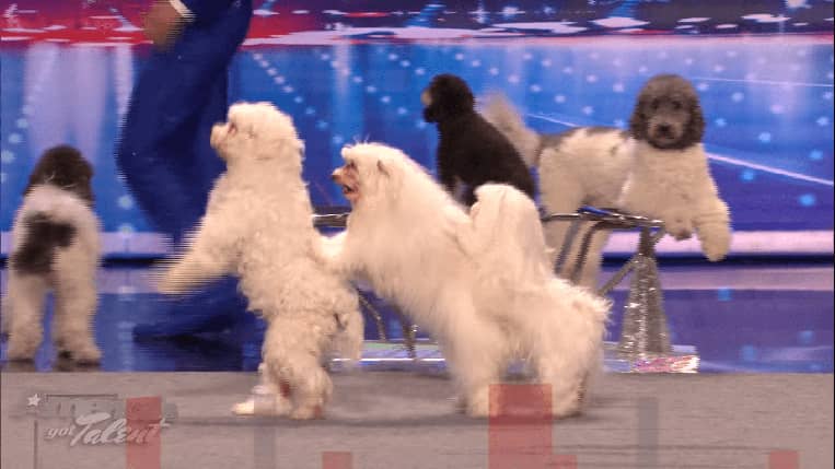 America's Got Talent Olate Dogs