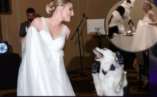 Watch ‘AGT’ Dog Act Sara and Hero’s Amazing Dance At Her Wedding
