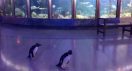 WATCH Penguins Released From Their Exhibits To Roam Free In The Hallway Amid Coronavirus Outbreak