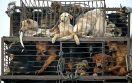 First Chinese City Bans Eating Cats & Dogs Amid Coronavirus Outbreak