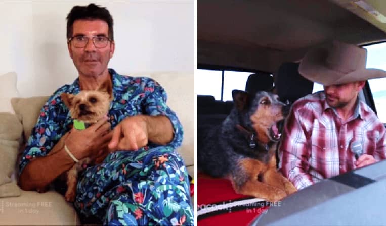 Simon Cowell Makes His Dog Squiddly Judge A Singing Dog Audition on America’s Got Talent [VIDEO]