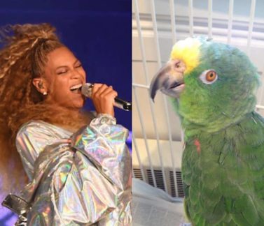 Viral Parrot Singing Beyonce And Katy Perry’s Songs Has Got Talent — Simon Cowell Take Notice! [VIDEO]