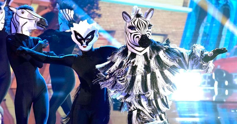 Masked-Dancer-Zebra