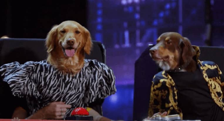‘America’s Got Talent’ Dog Act is Most Confusing Yet Intriguing Thing on Television