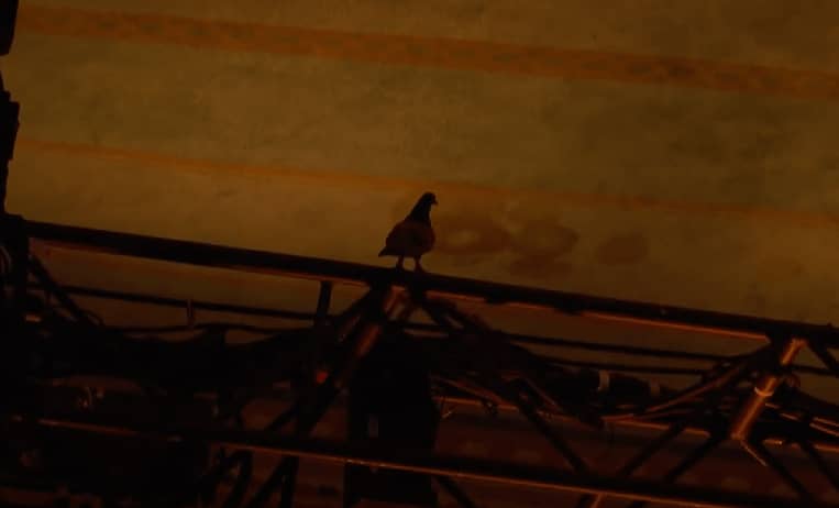 Live Bird Flies Into ‘AGT’ Auditions Ahead of Group Golden Buzzer