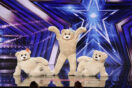 Charming Bears to Audition for ‘AGT,’ Will You Be a Fan of this Unique Group?