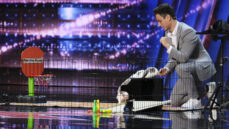 Defending Bini The Bunny From Simon Cowell’s Red Buzzer