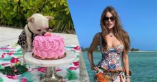 Sofia Vergara Celebrates Her Birthday Alongside Dog, Bubbles