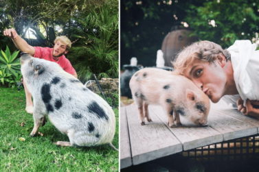 Logan Paul’s Pet Pig Found Abandoned, He Claims She Was ‘Rehomed’